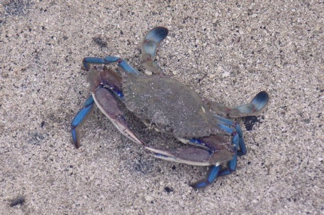 m_Blue crab