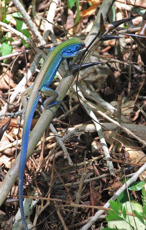 m_Blue Lizard eating ants
