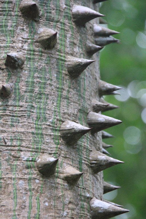 m_Ceiba Thorns