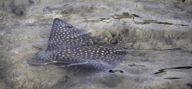 m_Eagle Ray with short tail