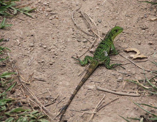 m_Green Lizard shedding skin