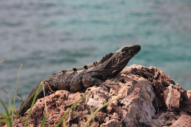 m_Iguana at Morgans Head