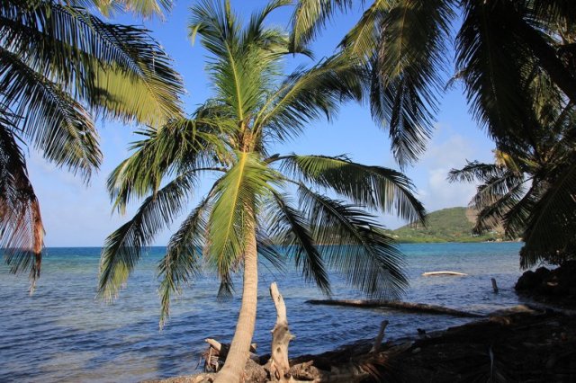 m_Palm Tree Santa Catalina