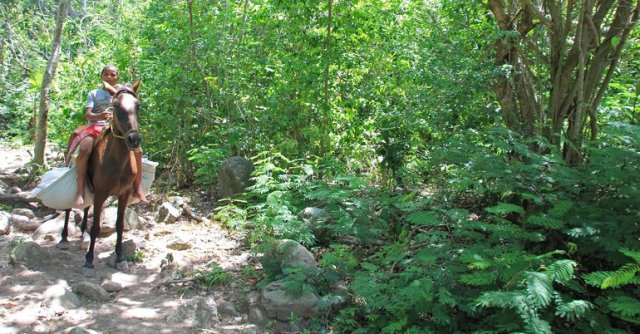 m_Pony carrying materials2