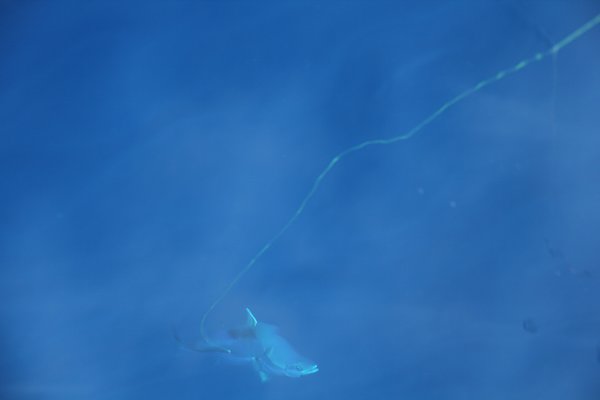 m_Tuna caught on the line