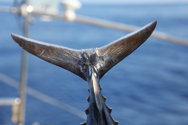 m_Tuna Tail