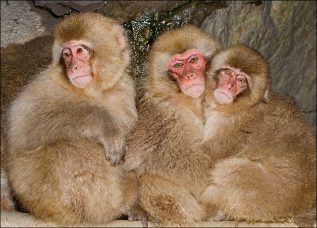 5651 three monkeys on the pipe.jpg