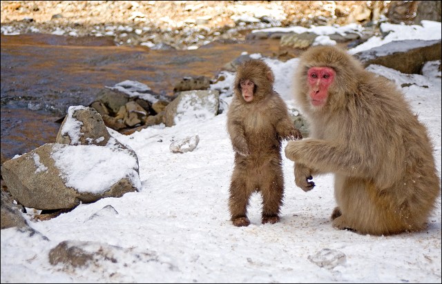 5795 sm babe standing beside mum.jpg