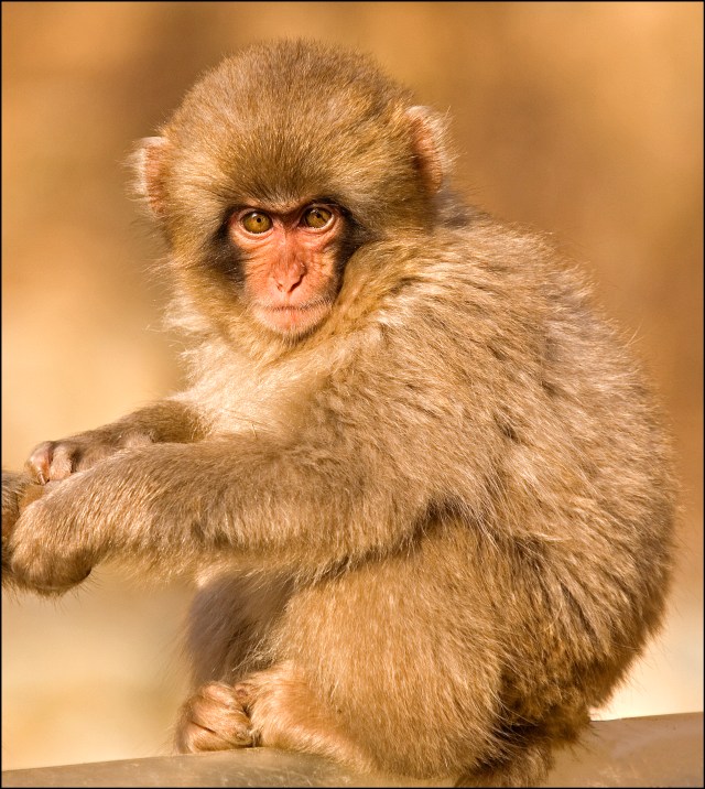 6222baby sm on pipe ENL.jpg