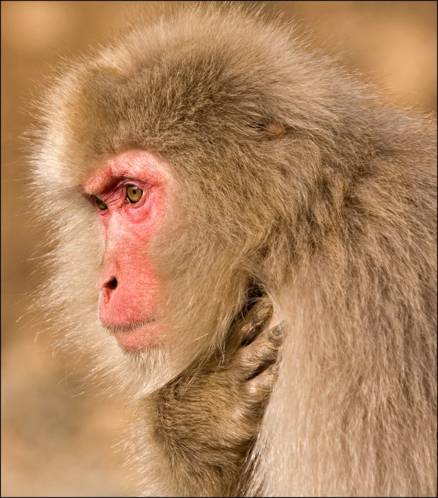 6228-snow-monkey-macaca-fuscata