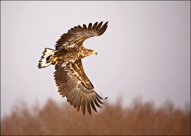 6784 white tailed eagleHALIAEETUS ALBICILLA.jpg