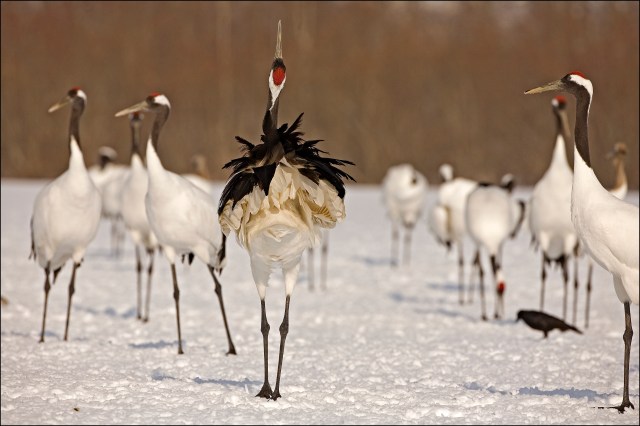 6921 display of back feathers.jpg