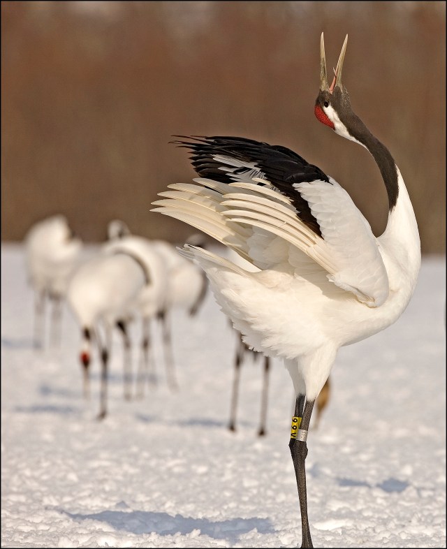 6924 crane calling.jpg