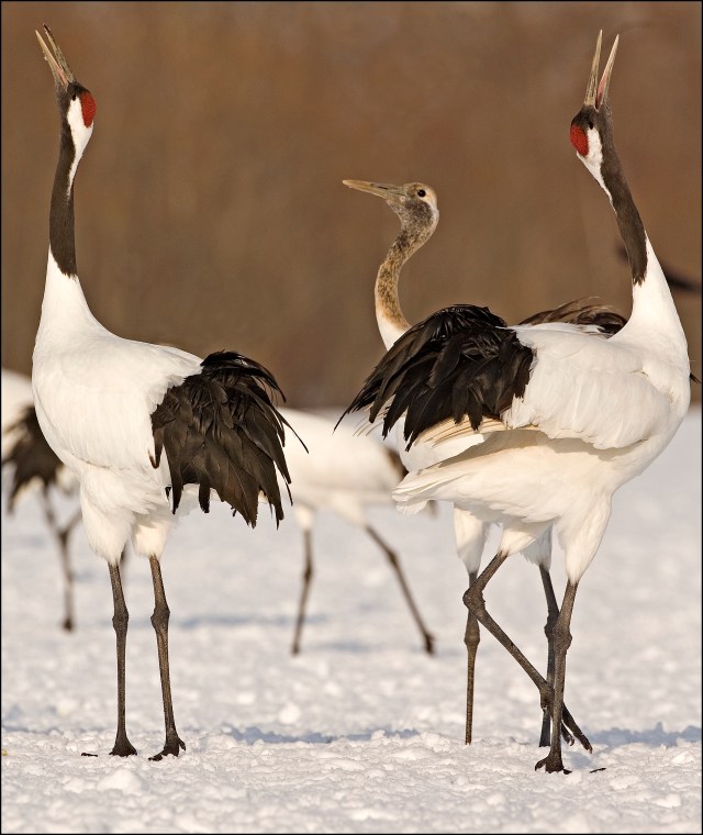 6971-back-to-back-calling