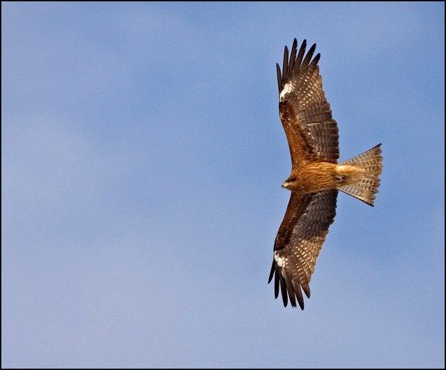 6981-flight-of-the-black-kite