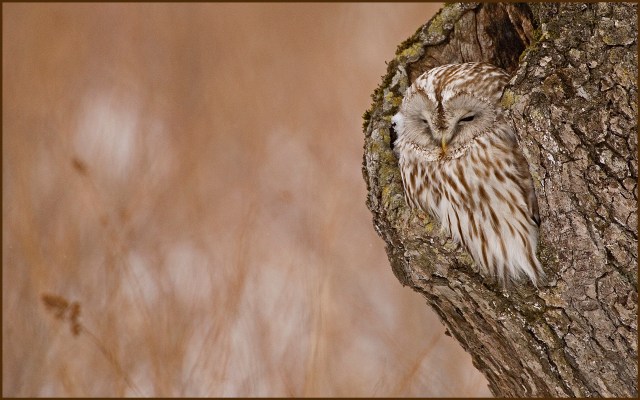 7174 ural owl 13 x 91000  for exhibition.jpg