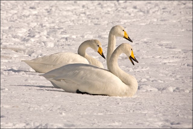7479-three-whooper-swans-in-the-snow