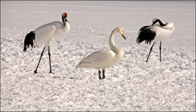7490-two-cranes-one-whooper