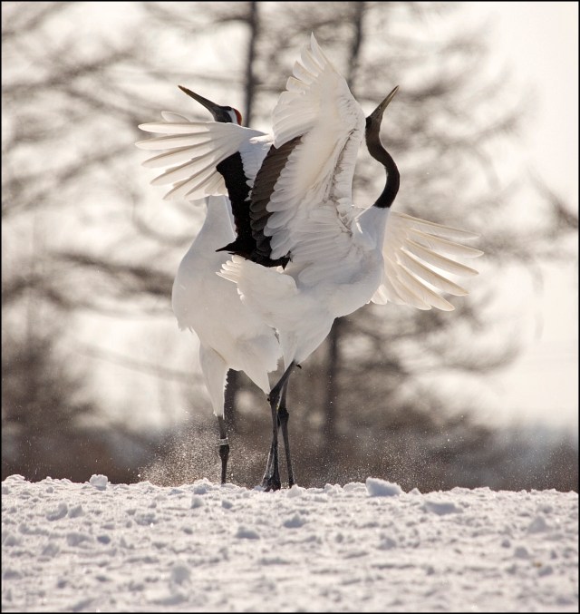 7872 cranes back to back.jpg