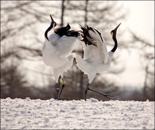 7874 cranes back to back.jpg