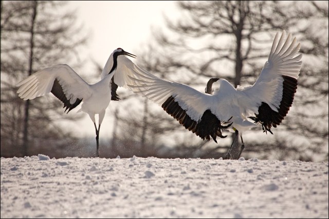 7877 cranes display.jpg