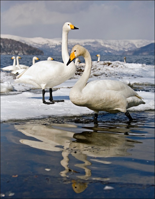 8385 swans rippled reflection.jpg