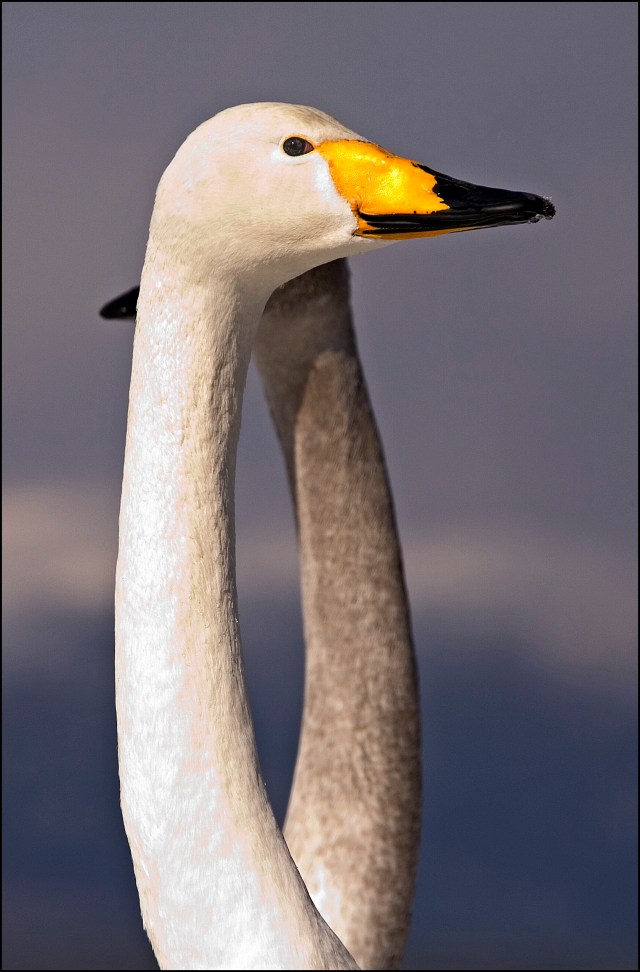 8426-swan-necks