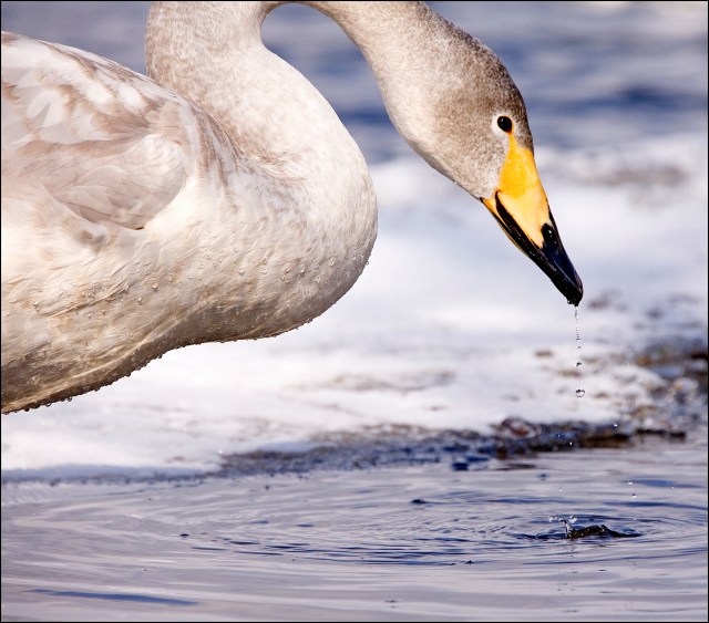 8439 whooper swan droplets.jpg