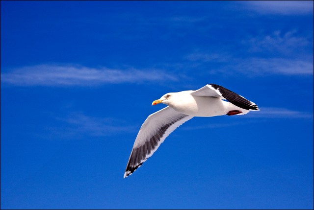 8865 slaty back gul.jpg