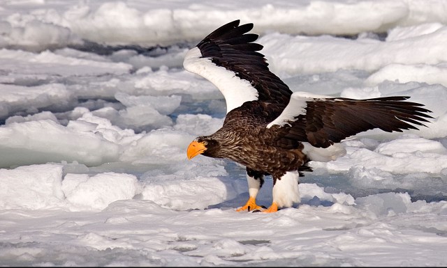 8985-about-to-take-off