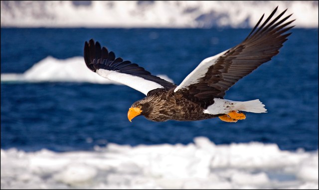 8990 stellars in flight.jpg