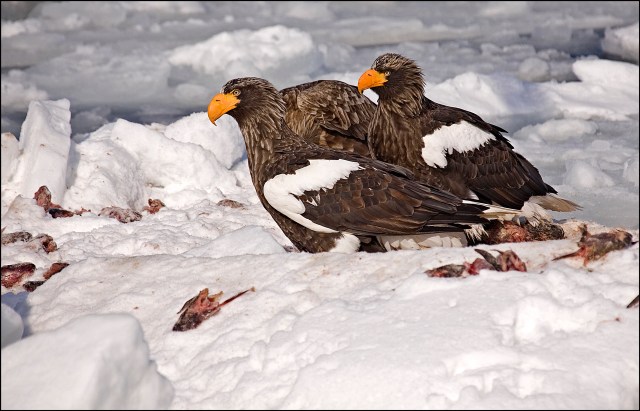 8996 two stellars on ice 13.jpg