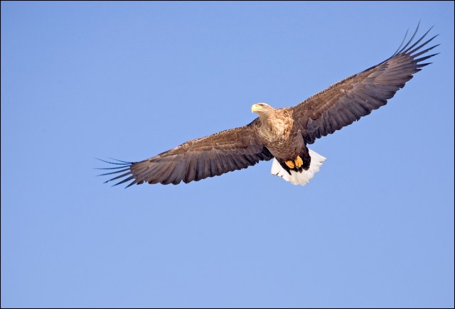 9094 white tailed eagle.jpg