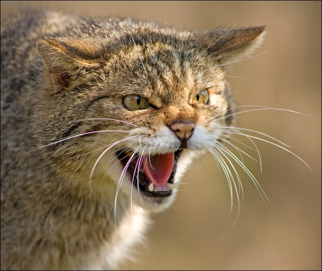 1458-scottish-wildcat