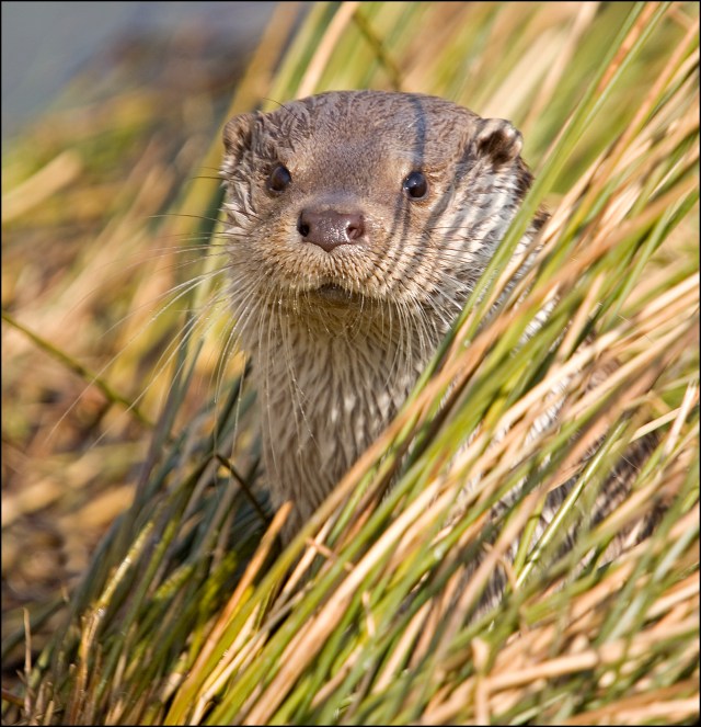 1499-otter-peeping-out-of-reeds