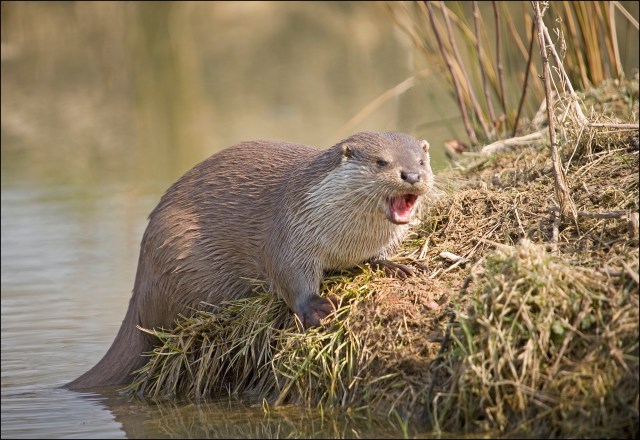 1552-otter-on-bank-open-mouthed