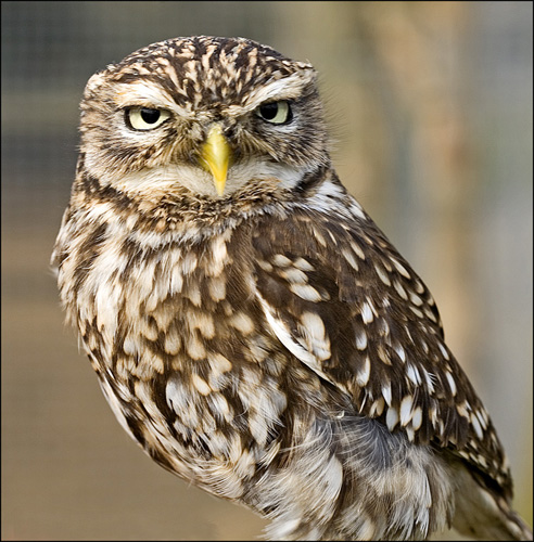 1702-little-owl