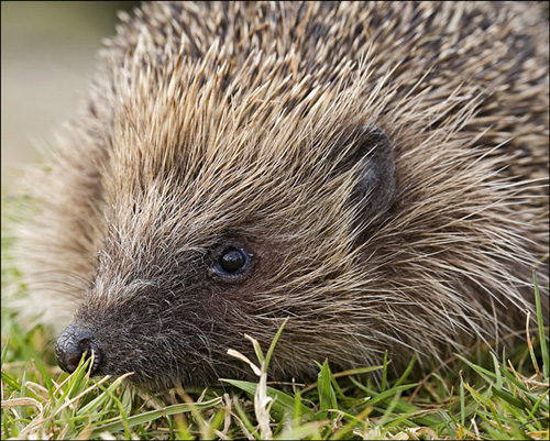 1797-hedgehog-500