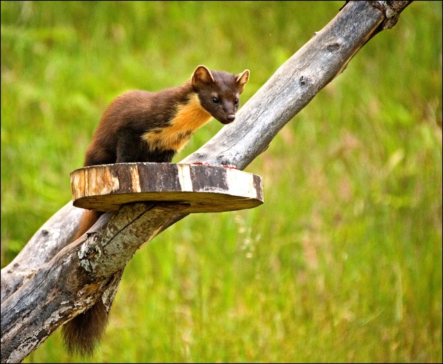 2078-pinemarten