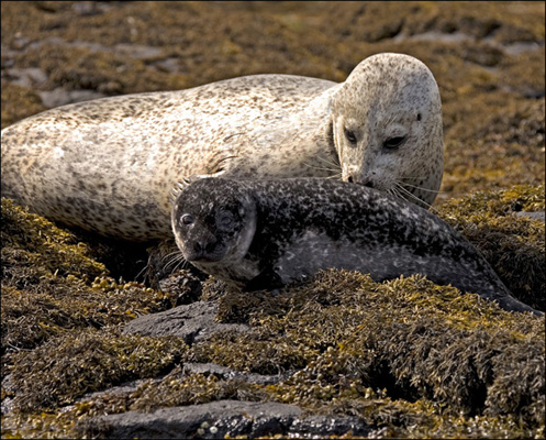 2347-seal-and-pp-400