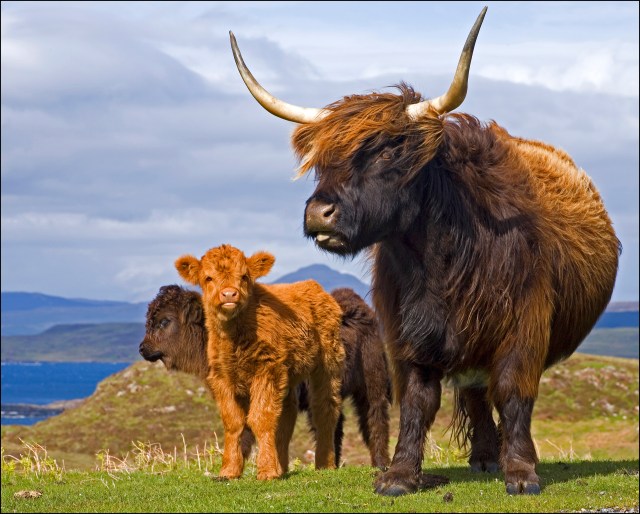 2529-highland-cattle