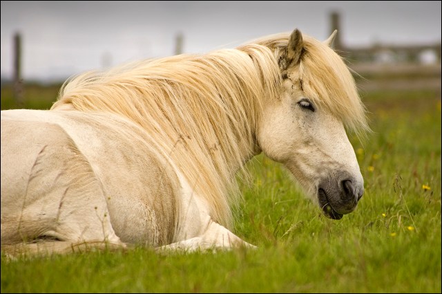 4465-white-horse-at-arbaer-folk-museum