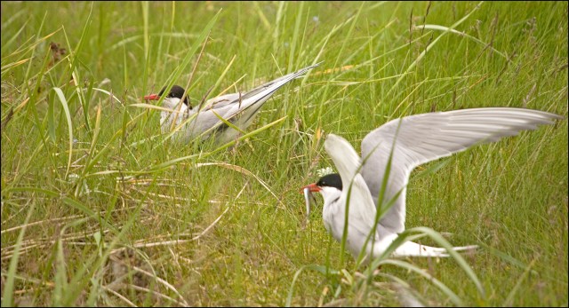 4518-two-terns