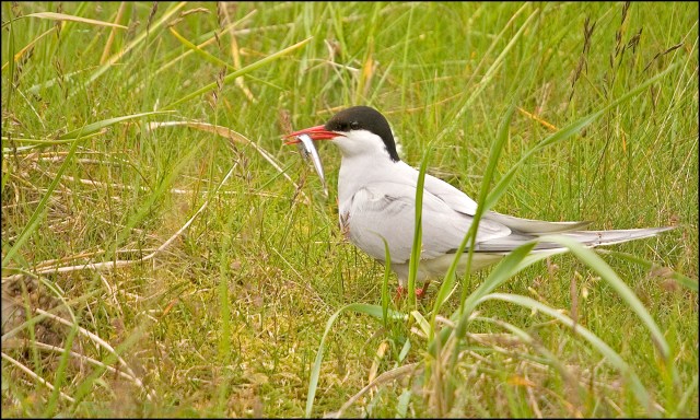 4520-tern-with-fish