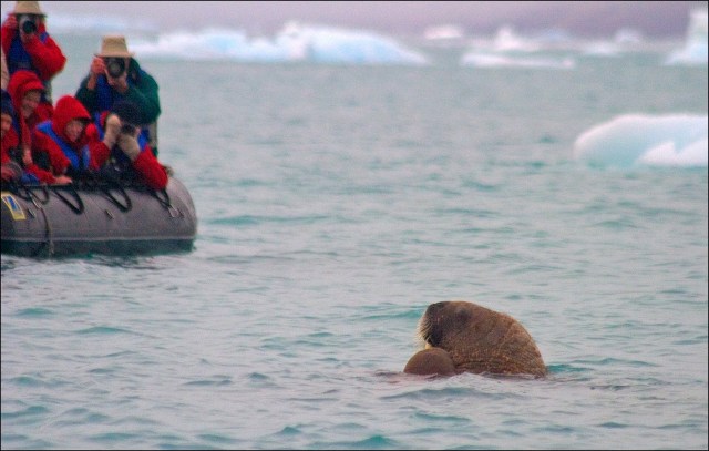 4662-walrus-in-water