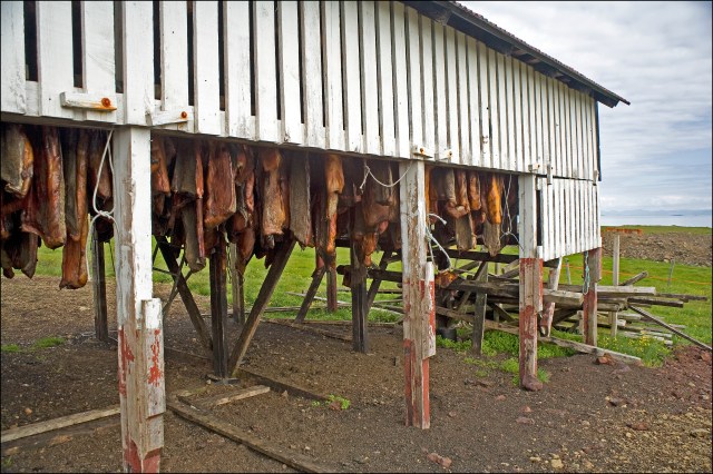 4663-hakari-icelandic-shark-curing-shed