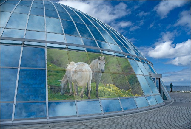 5116-the-pearl-and-icelandic-horse