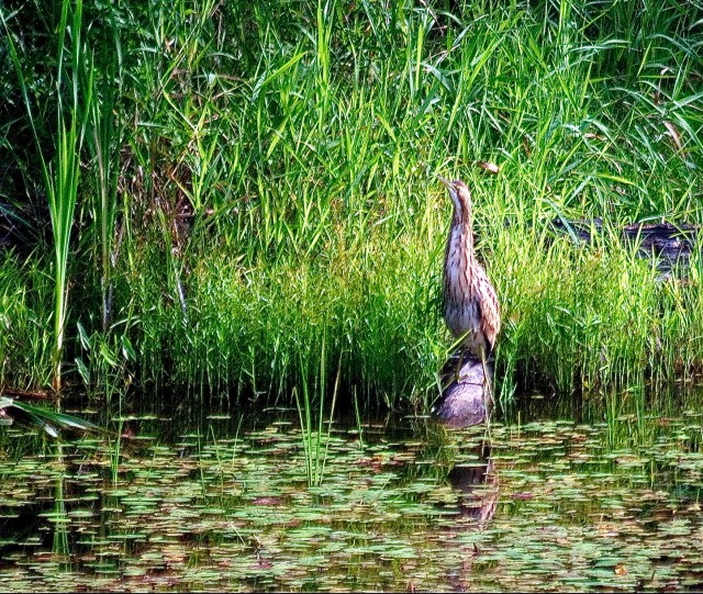 5159-bittern