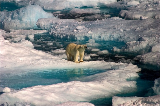 bear-on-ice-10