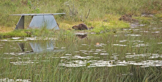 beaver-trapping